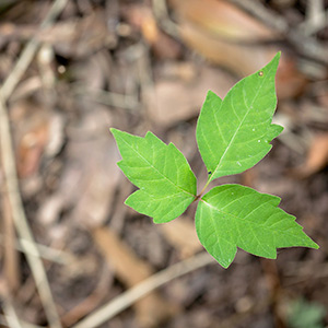 PoisonIvy